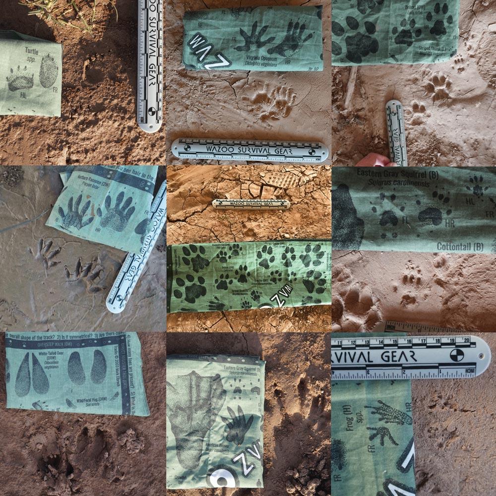 collage of animal tracking bandana being used to identity tracks